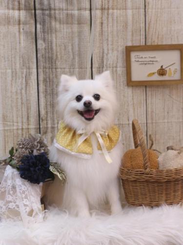 20241012ゆずちゃん